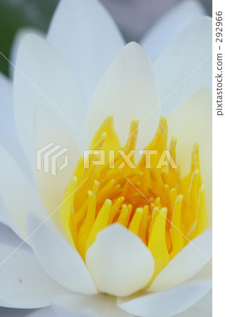 睡蓮_ 005 睡蓮_ 005 292966