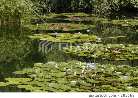 莫奈的花園 莫奈的花園 293568