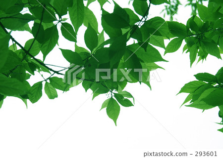 Murasakusibi leaves 293601