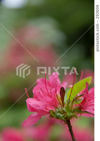 Azalea 293608