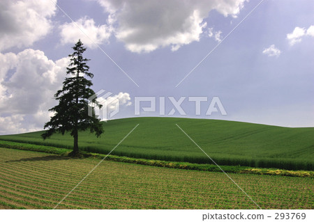 landscapes of japan, furano, wheat field 293769