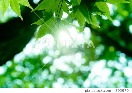 Light on the leaves Light on the leaves 293979