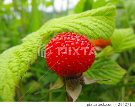 隱藏在樹葉後面 294271