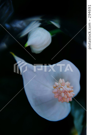 彩色 顏色 花匠 294691