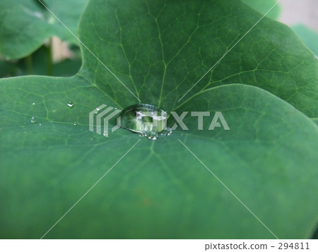 葉 樹葉 葉子 294811