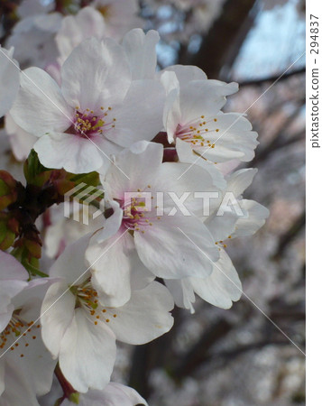 Cherry Blossoms Cherry Blossoms 294837