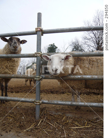 sheep  294850