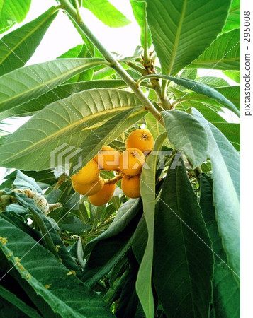 Loquat Loquat 295008