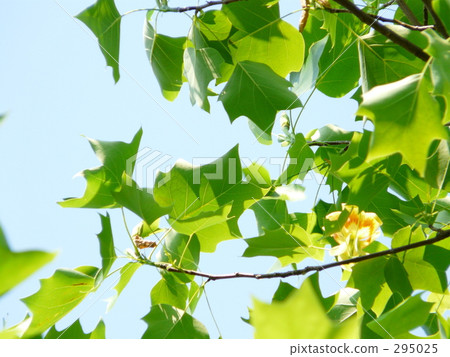 Hang Ten Boku Hang Ten Boku 295025