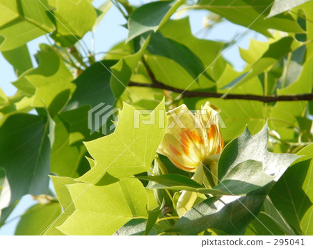 Hang Ten Boku Hang Ten Boku 295041