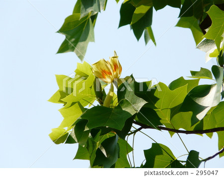 Hang Ten Boku 295047