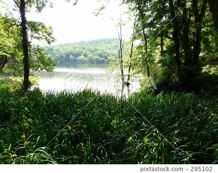 Forest and lake 295102