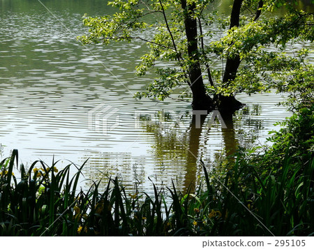 森林和湖泊 森林和湖泊 295105