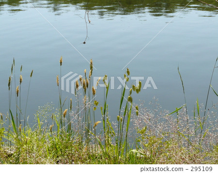 橢圓形草 橢圓形草 295109