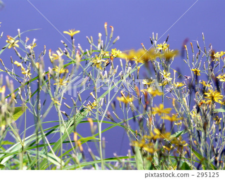 Waterside grass Waterside grass 295125