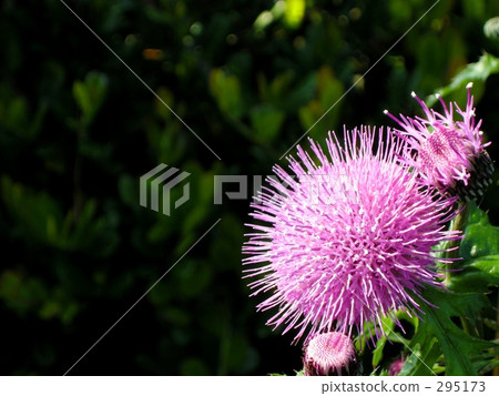 紫花 紫花 295173