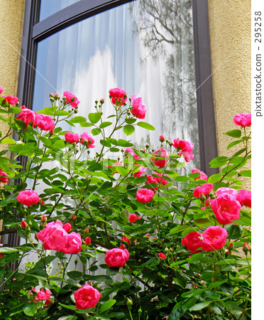 開花在窗口的玫瑰 開花在窗口的玫瑰 295258
