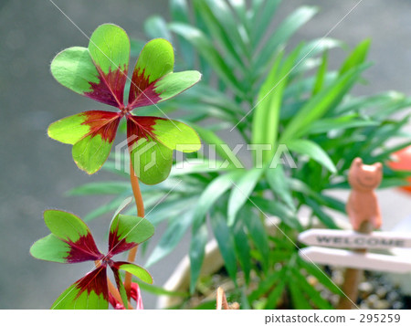 Four leaves in the garden 295259