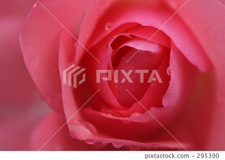 Rose _ 029 295390