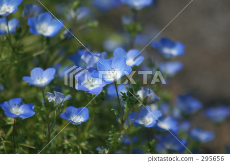 Light blue florets Light blue florets 295656