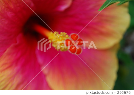 粉紅色 粉色 粉紅 295676