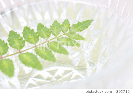 Tree bud floating in water Tree bud floating in water 295716