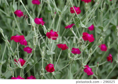 A drunken son A drunken son 296025