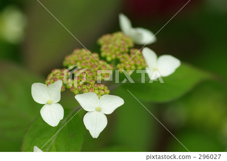 Gaku hydrangea Gaku hydrangea 296027
