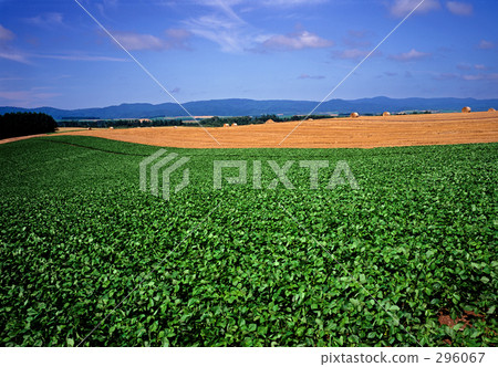 Early summer stripes Early summer stripes 296067