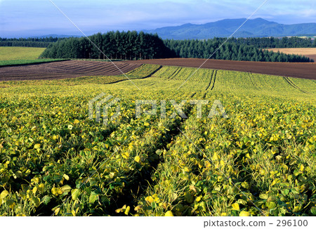 秋天的顏色 296100