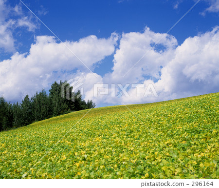 清除秋季天氣 296164