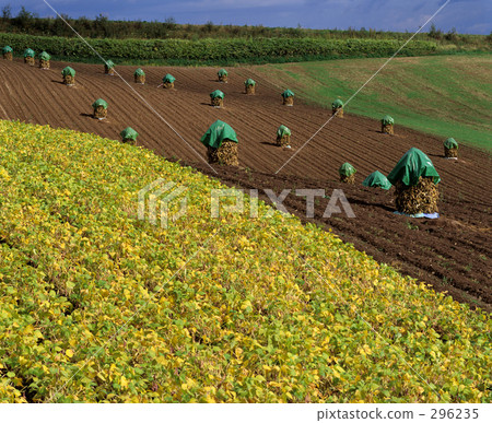 安排在秋天 296235