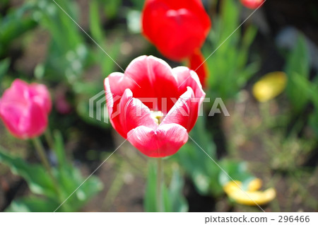 Tulip Tulip 296466