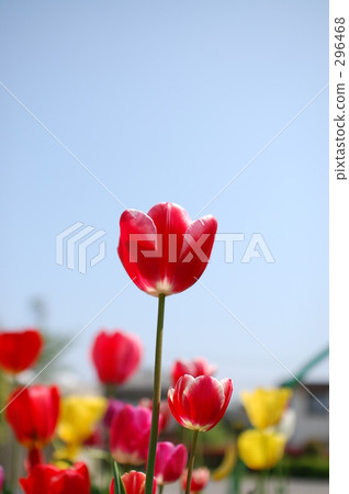 Tulip Tulip 296468