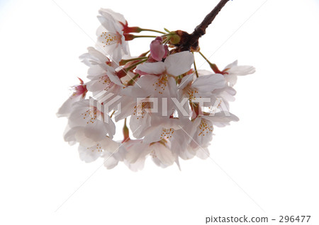 Cherry Blossoms Cherry Blossoms 296477