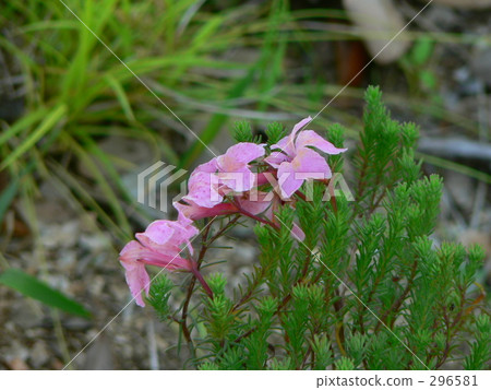 First love grass First love grass 296581