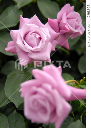 Roses 02 Roses 02 296898