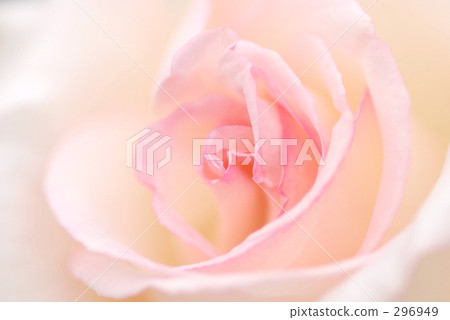 Roses 06 Roses 06 296949