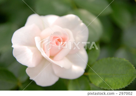 玫瑰10 玫瑰10 297002