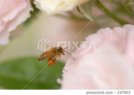 A bee A bee 297003