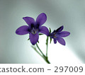 gettomi, spiderwort, alpen blue 297009