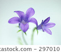 alpen blue, spiderwort, gettomi 297010