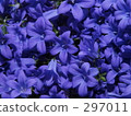 gettomi, spiderwort, alpen blue 297011