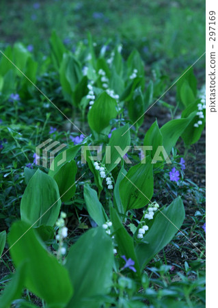 紐約Suzuran 297169