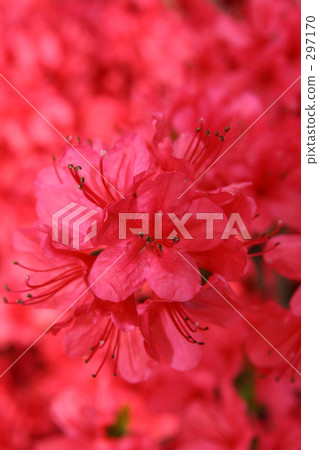 紐約杜鵑花 紐約杜鵑花 297170