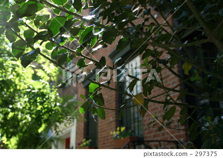 Fresh green of NY downtown 297375