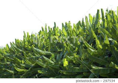 Basho's leaves 297534