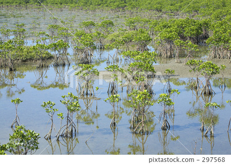 mangrove 297568