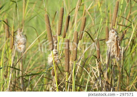 Ears of a bear 297571