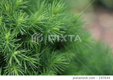 針葉樹 針葉樹 297644